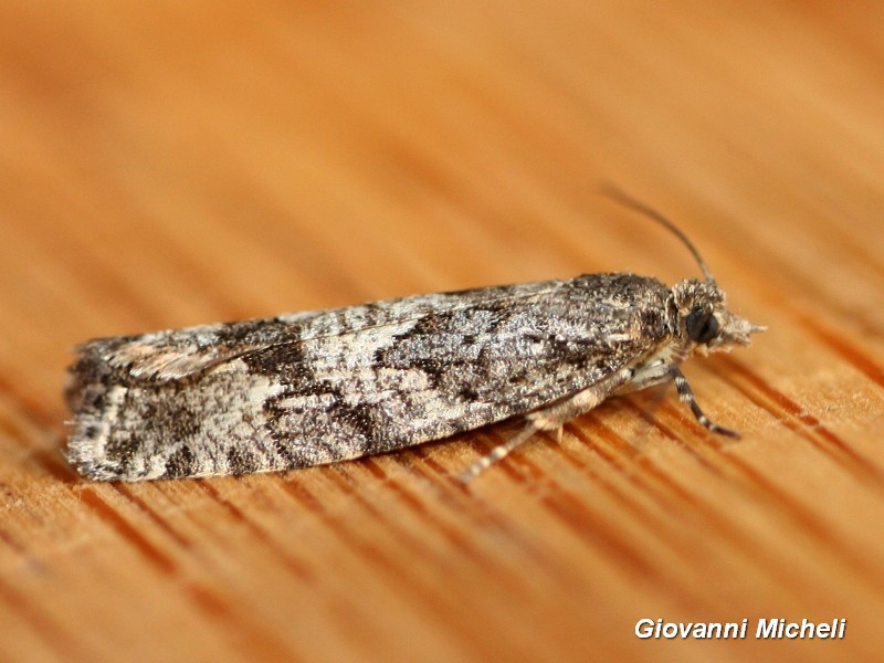 Aiuto ID 1 - Zeiraphera griseana